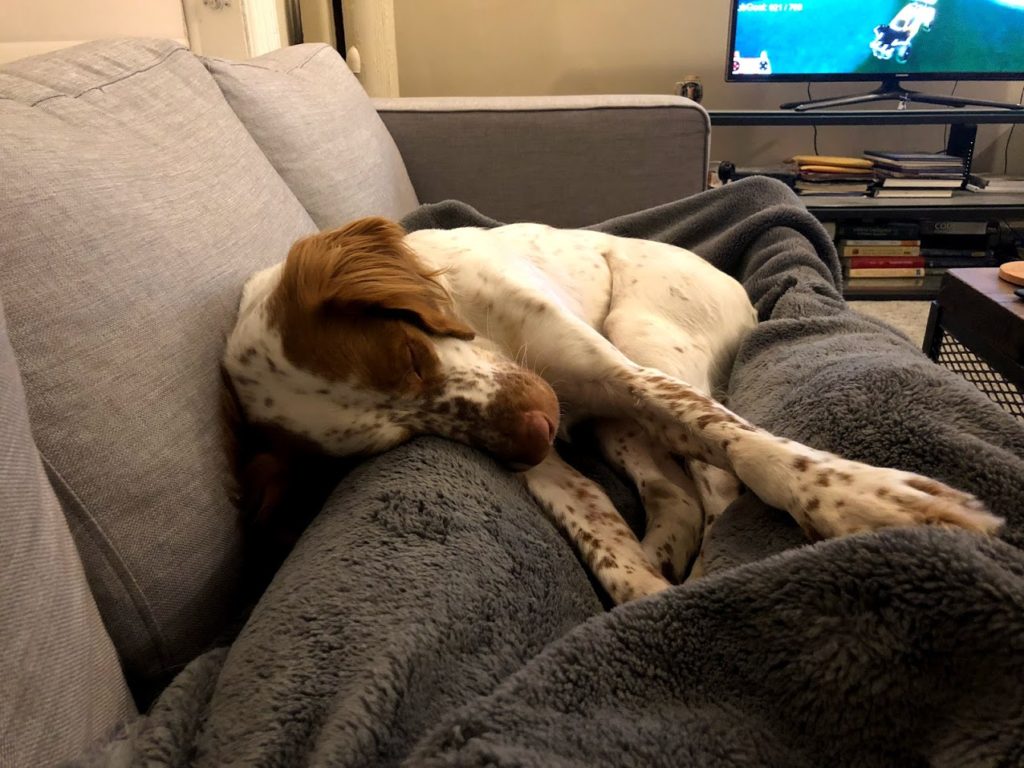 My dog is lying on my lap