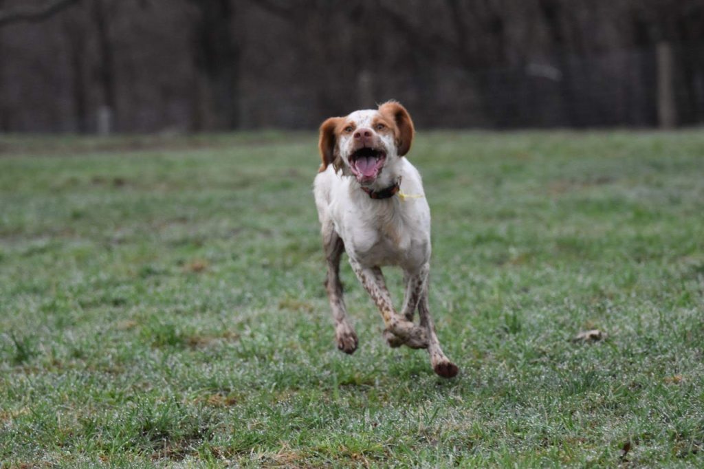 My dog Rupert running through a field with his mouth open and smiling.
